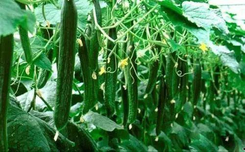 必吃大瓜,那些你不知道的幕后故事